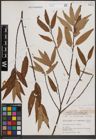 Foto von Salix cordata Michx. x Salix sericea Marshall